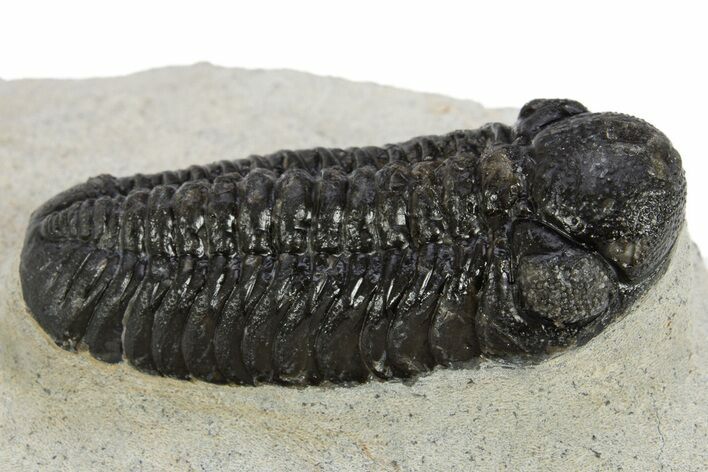 Detailed Austerops Trilobite - Ofaten, Morocco #311075